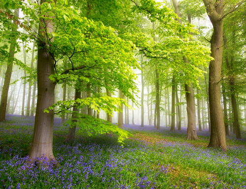 Symbolbild: Frische Waldluft für Ihr Zuhause